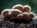 Schizophyllum 